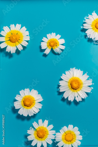 Vertical shot of daisies (bellis perennis) in water on a blue background with copy space