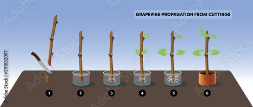  step-by-step vector diagram showing the process of grapevine propagation from cuttings, with six numbered illustrations from cutting a vine to a rooted potted plant