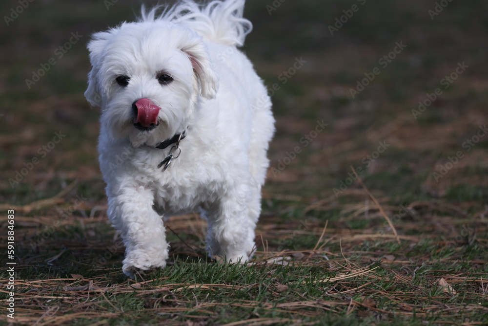 Coton de tulear