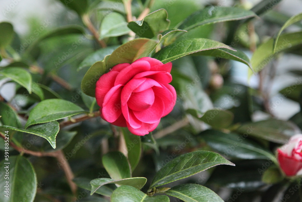 camellias 'black rose'
