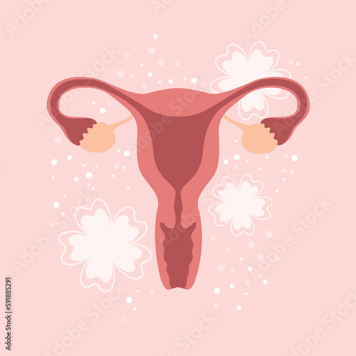 female reproductive system women uterus ovary graphic