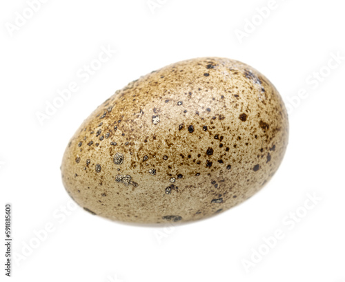 quail egg on white background