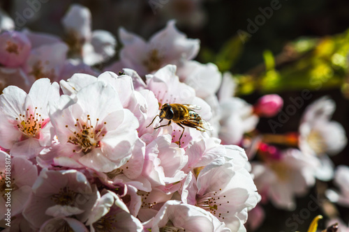 Macro image of a honey bee on cherry blossom
