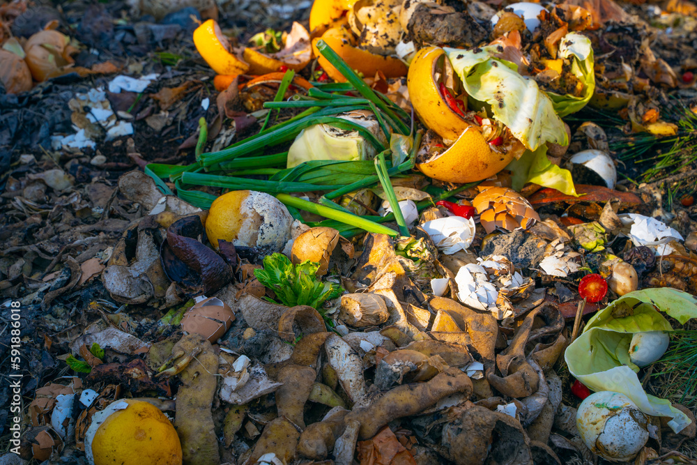 Food waste on a compost heap closeup. Composting of human waste
