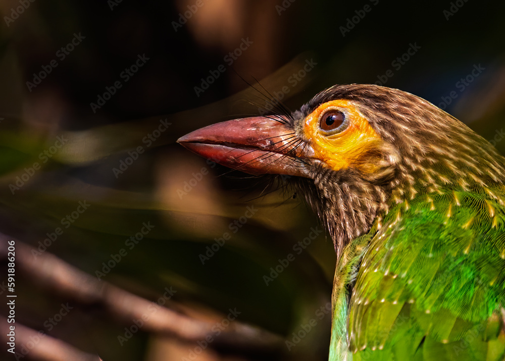 Obraz premium Brown Headed Barbet a close up.