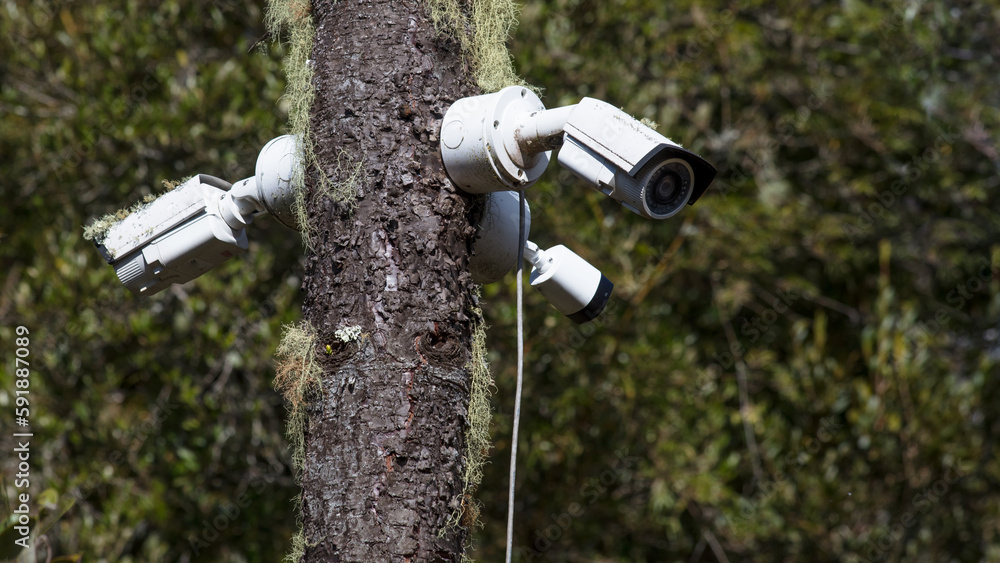 Surveillance cameras on the tree. Surveillance cameras on the tree.