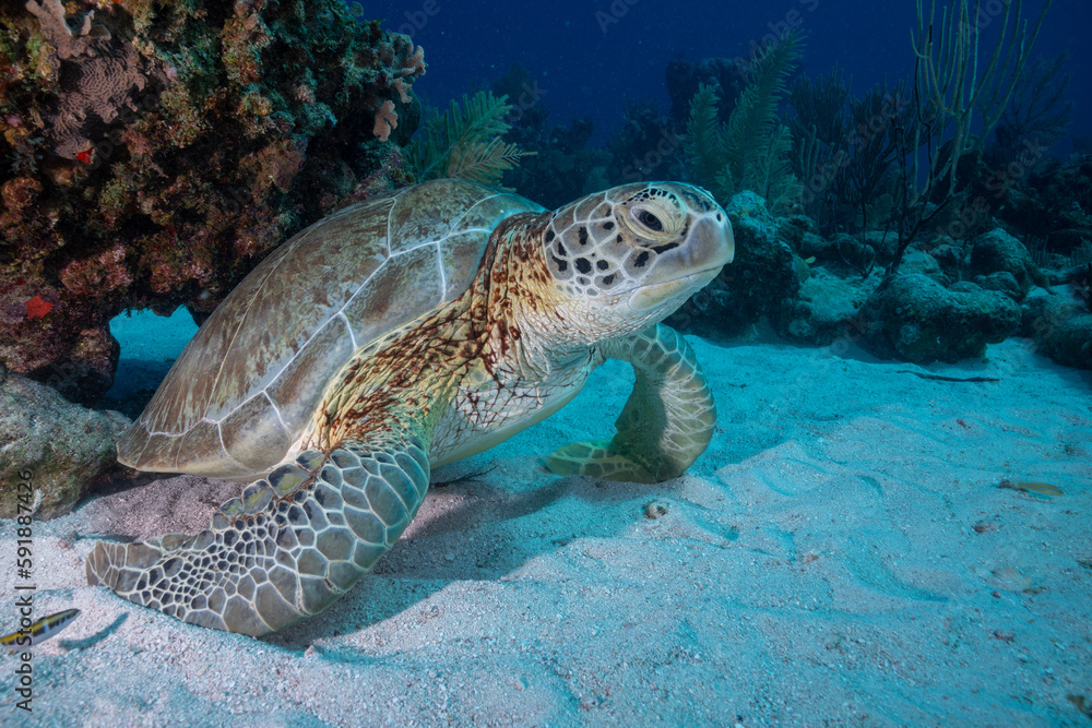 Obraz premium Green sea turtle