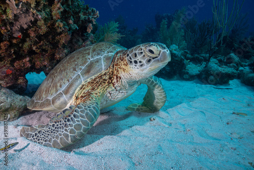 Fototapeta Naklejka Na Ścianę i Meble -  Green sea turtle