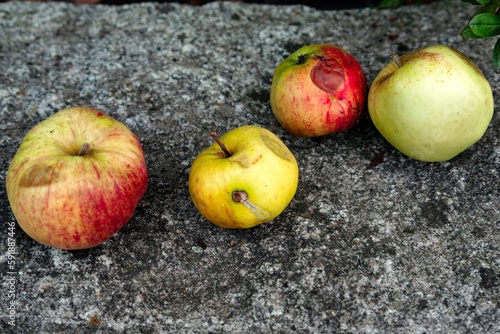 Canvas Print Closeup of bruised and decaying apples on a stone background - concept of bad ap