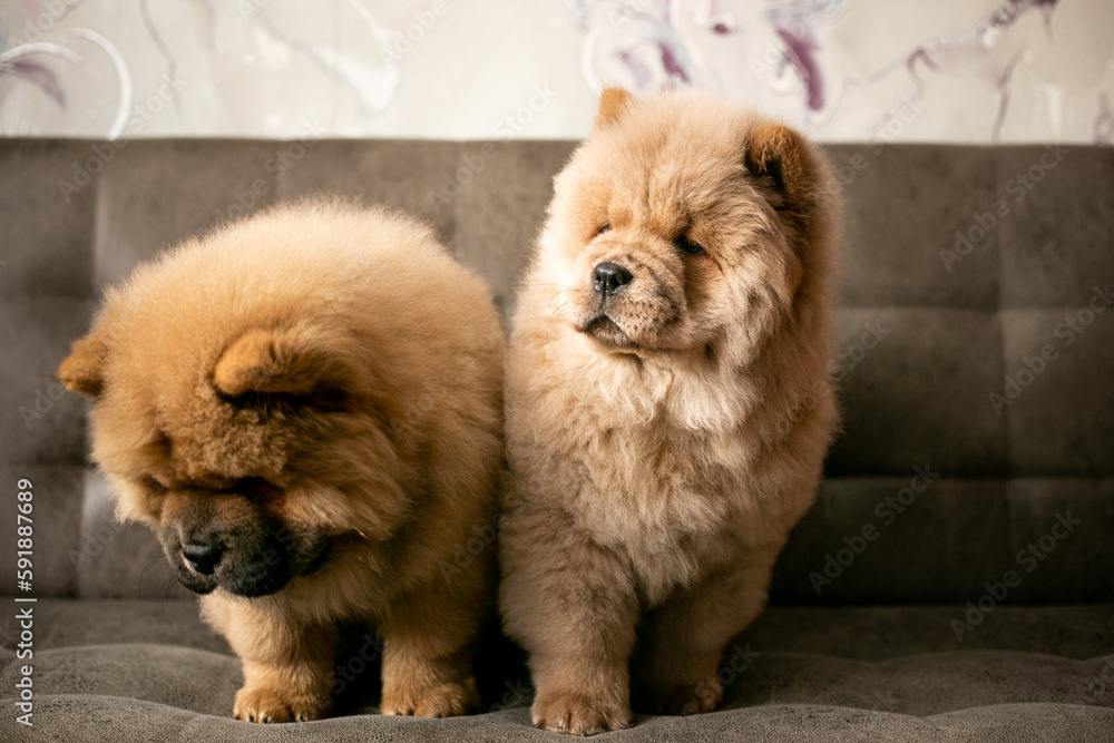 two chow chow puppies are sitting on the couch. Purebred red dog chow-chow two chow chow puppies are sitting on the couch. Purebred red dog chow-chow