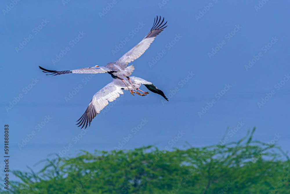 Obraz premium A sarus Crane in Air