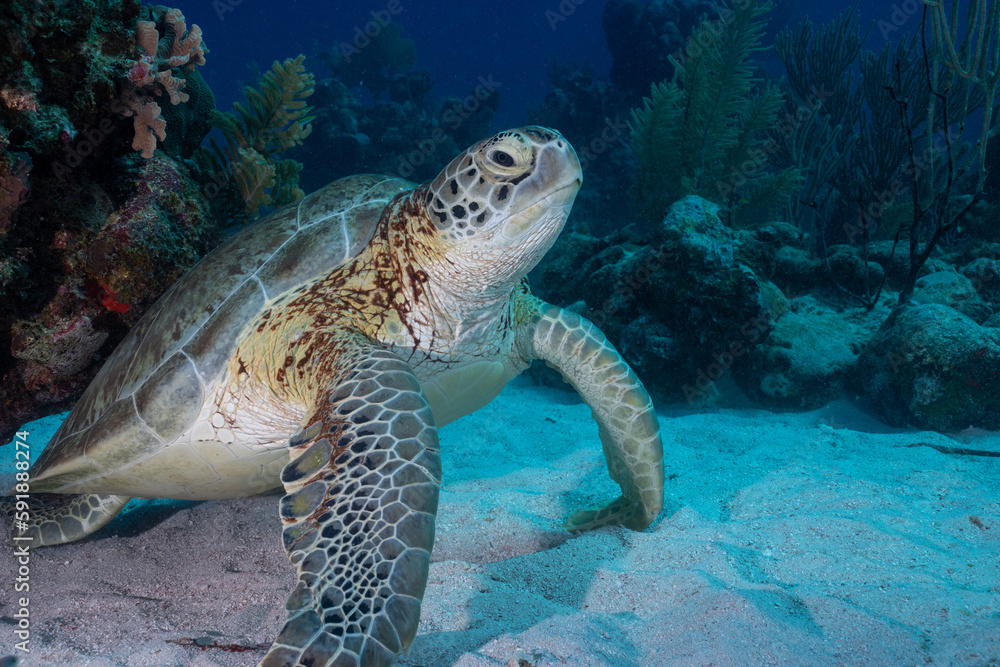 Fototapeta premium Green sea turtle