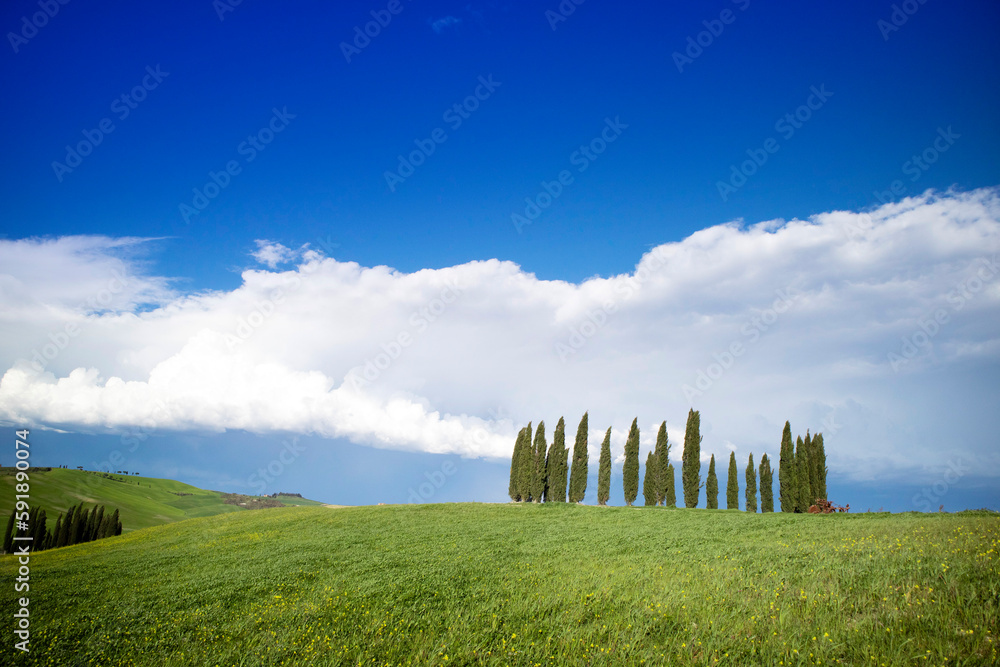 Photographic documentation of the cypresses in the province of Siena