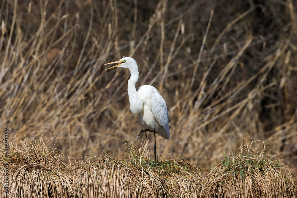 Selective focus shot of a Great egret on a hay Selective focus shot of a Great egret on a hay