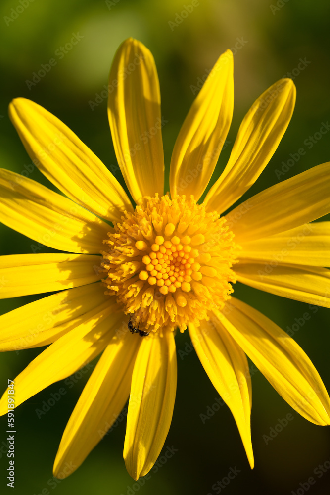 Macro shot of yellow euryops flower