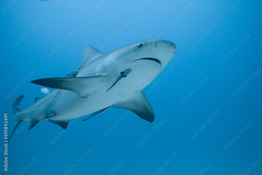 Naklejka premium Bull shark