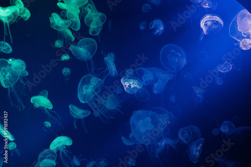 jellyfish in the blue water © Andrew
