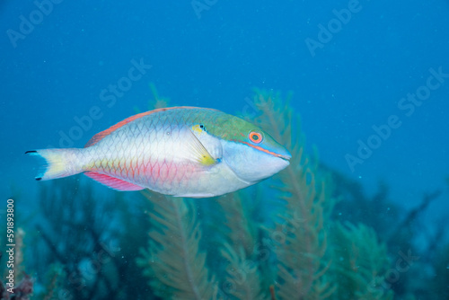Redband parrotfish swimming in reef