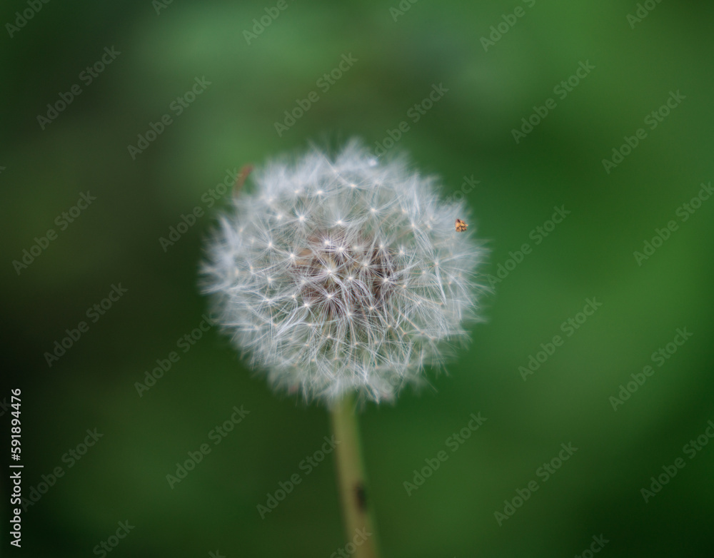 Fototapeta premium Wild Dandelion. Beautiful Macro Photo Shoot with Clear Green Background