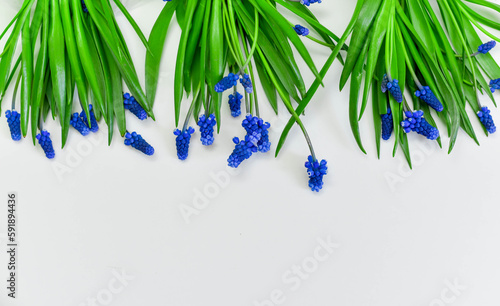 spring flowers. Spring bouquet place for text. Spring flowers muscari. Blue flowers. photo