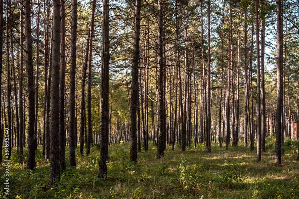 Pine Forest with Path. Sunlight and Shadows on Moss. Pine Forest with Path. Sunlight and Shadows on Moss.