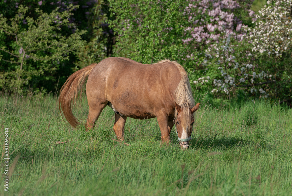 Horse with long mane is eating grass in the field. Rural area in Lithuania. Horse with long mane is eating grass in the field. Rural area in Lithuania.