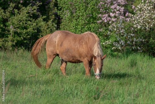 Horse with long mane is eating grass in the field. Rural area in Lithuania. © Mindaugas Dulinskas