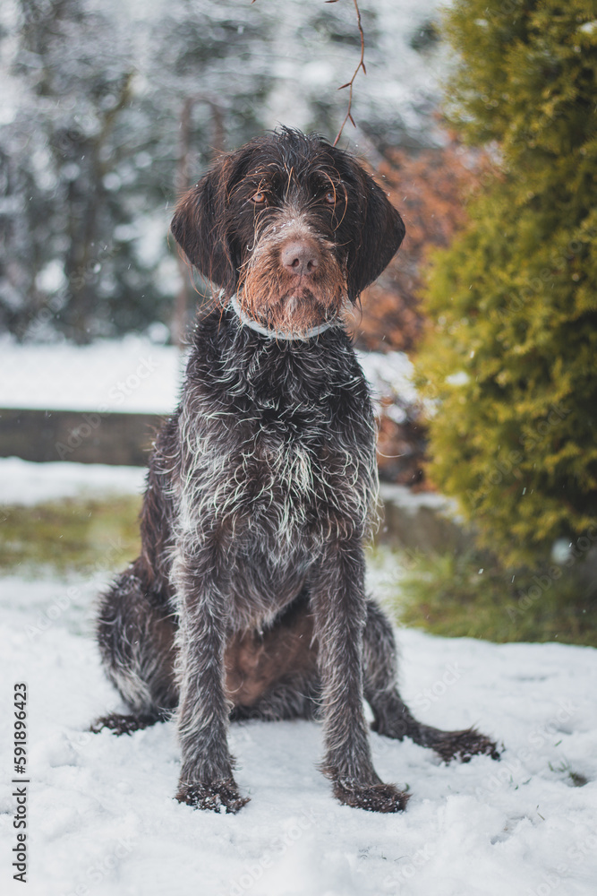 Bohemian wirehaired pointing griffon dog sitting in the snow resembling a snowman. The dog is licking his muzzle and whiskers around it, which is covered with snow