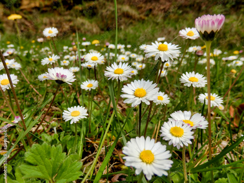 Close up of a newly opened white and pink daisies (Bellis perennis)
Close up of a newly opened white and pink daisies (Bellis perennis)