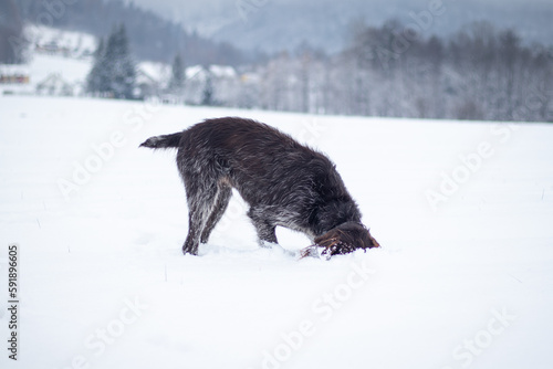 Bohemian wirehaired pointing griffon dog running through frozen and snowy fields with joy and enthusiasm puppy. Fetching. Finding scent trails © Fauren