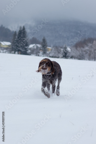 Bohemian wirehaired pointing griffon dog running through frozen and snowy fields with joy and enthusiasm puppy. Fetching. Finding scent trails