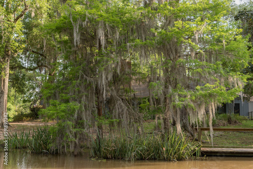 Honey Island Swamp Tour With Water and Tree in New Orleans  Louisiana