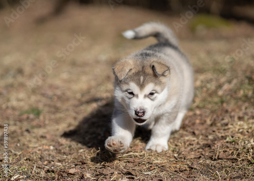 Alaskan Malamute Puppy Dog Running on the Grass. Young Dog