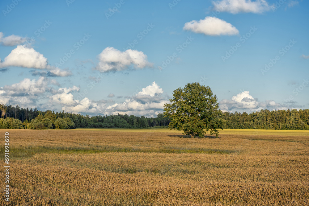 Obraz premium Lonely Tree in field of Wheat. Forest in background.