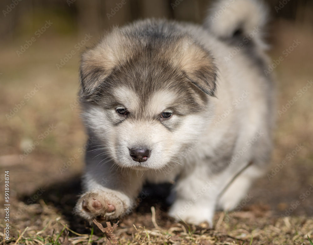 Portrait of Alaskan Malamute Puppy Walking on the Grass. Young Dog Portrait of Alaskan Malamute Puppy Walking on the Grass. Young Dog