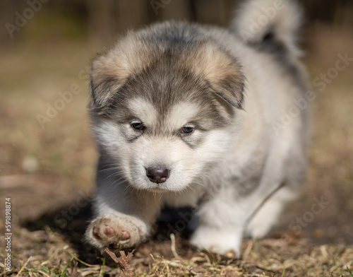 Portrait of Alaskan Malamute Puppy Walking on the Grass. Young Dog