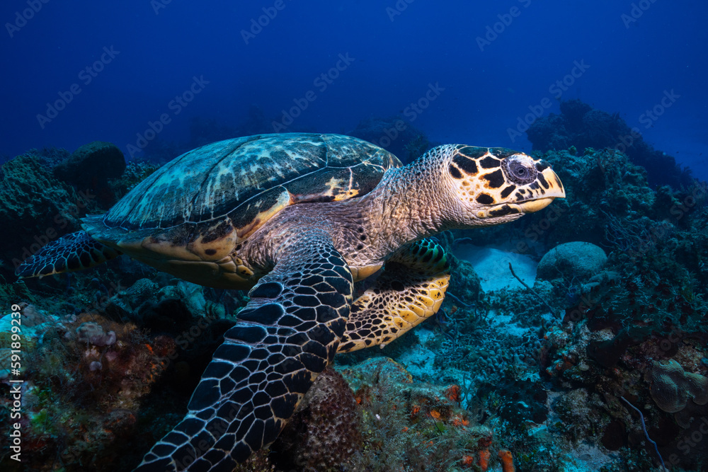 Obraz premium Hawksbill sea turtle 