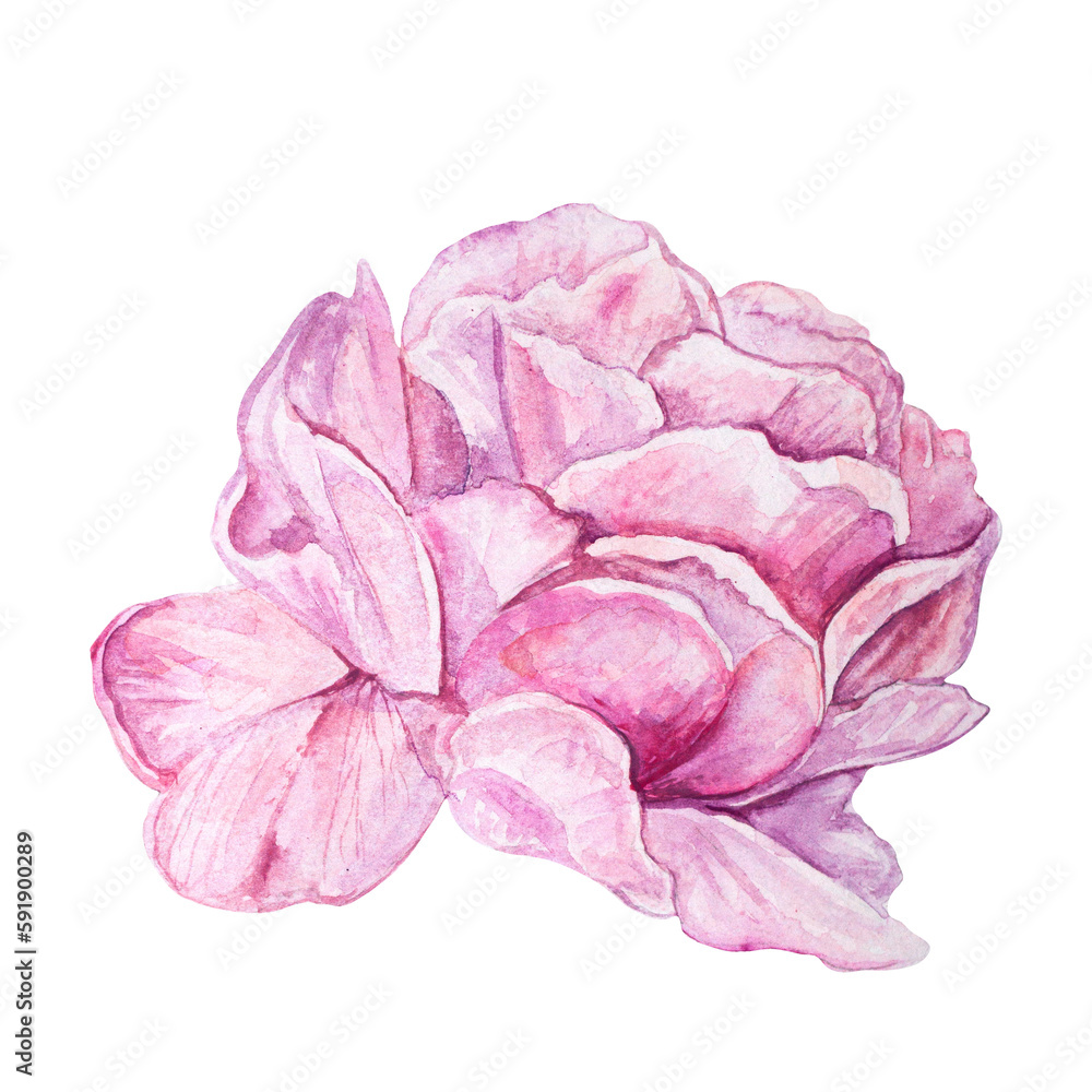 Watercolor illustration of pink rose bud, peony isolated on transparent background Watercolor illustration of pink rose bud, peony isolated on transparent background