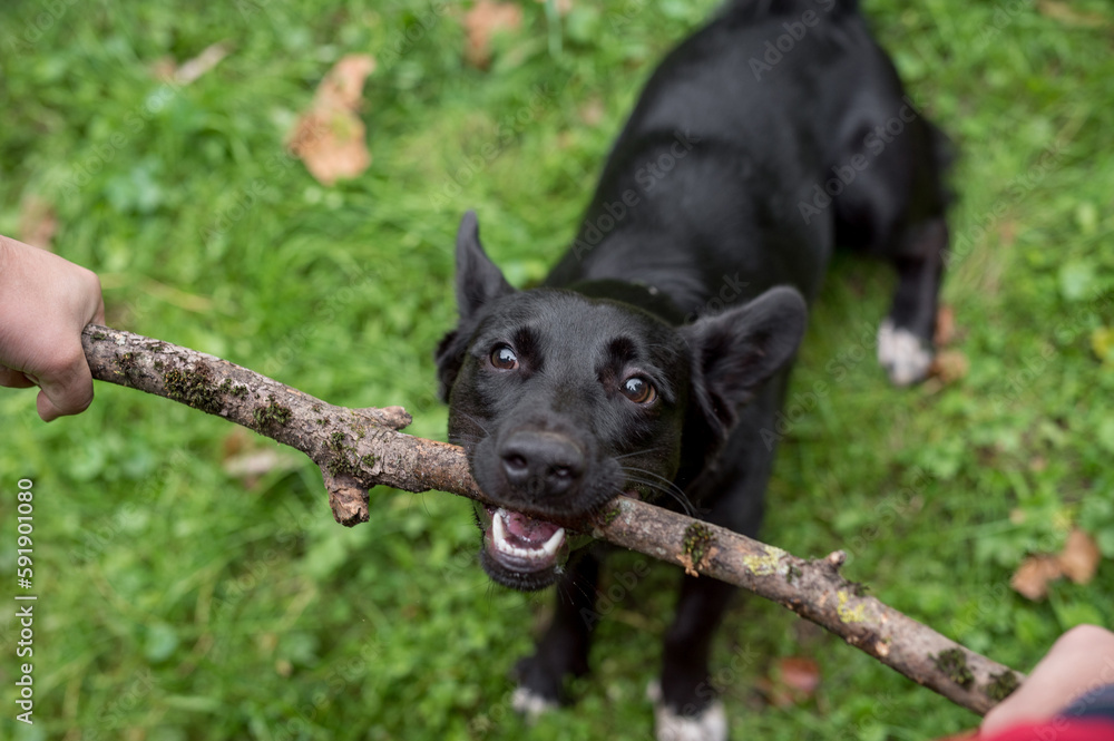 Black Mixed Breed Dog Sitting on the grass. Branch in Mouth. Portrait. Owner Holds it.