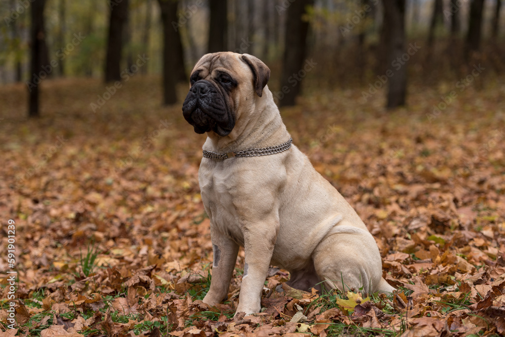 Bullmastiff dog is sitting in the park. Bullmastiff dog is sitting in the park.