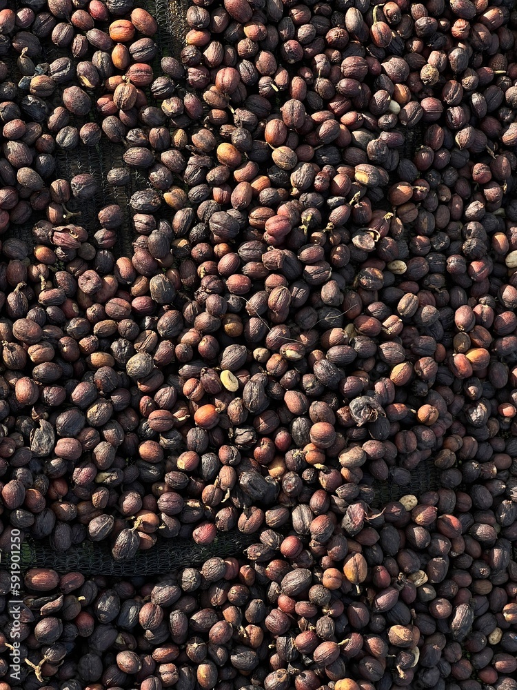 Ethiopian dried coffee before to peel off shell lying to dry in the sun. Bona Zuria, Ethiopia Ethiopian dried coffee before to peel off shell lying to dry in the sun. Bona Zuria, Ethiopia