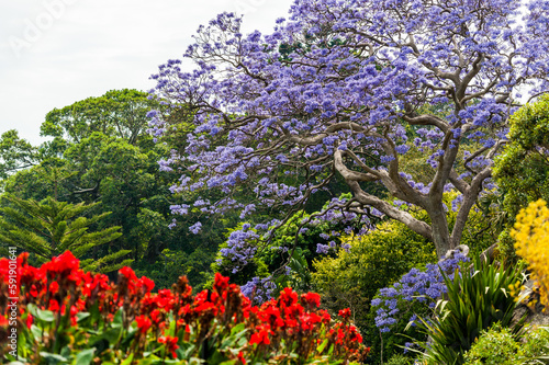 Canvas Print Blooming Flower in Royal Botanic Gardens in Sydney, Australia