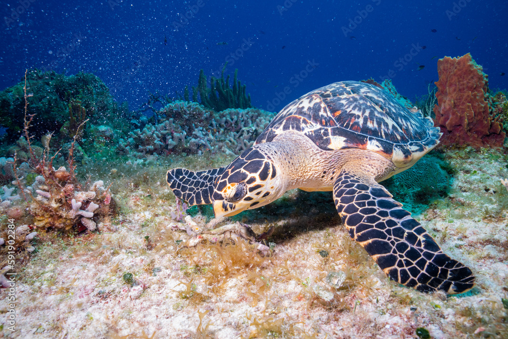 Hawksbill sea turtle eating coral