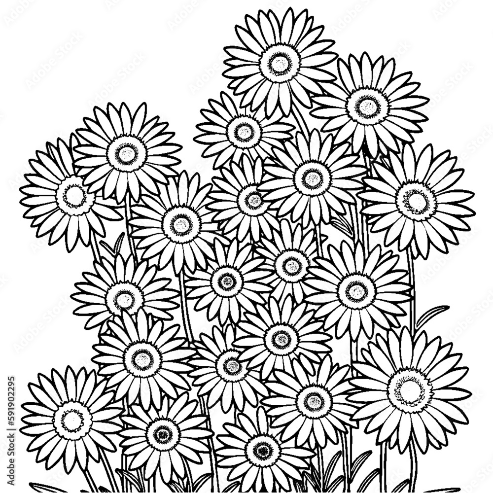 Coloring page of daises on white background Coloring page of daises on white background