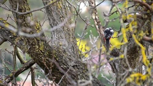 Wallpaper Mural Picidae bird on branch looking around and flying away Torontodigital.ca