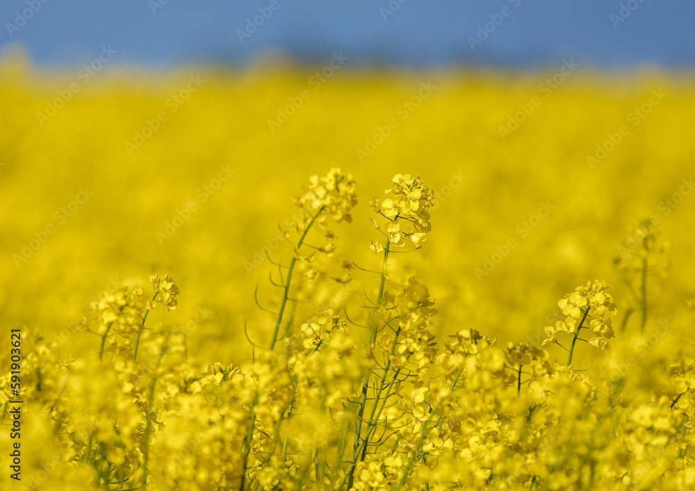 Beautiful Close up Blooming Rapeseed Field. Brassica Napus, Canola. Beautiful Close up Blooming Rapeseed Field. Brassica Napus, Canola.