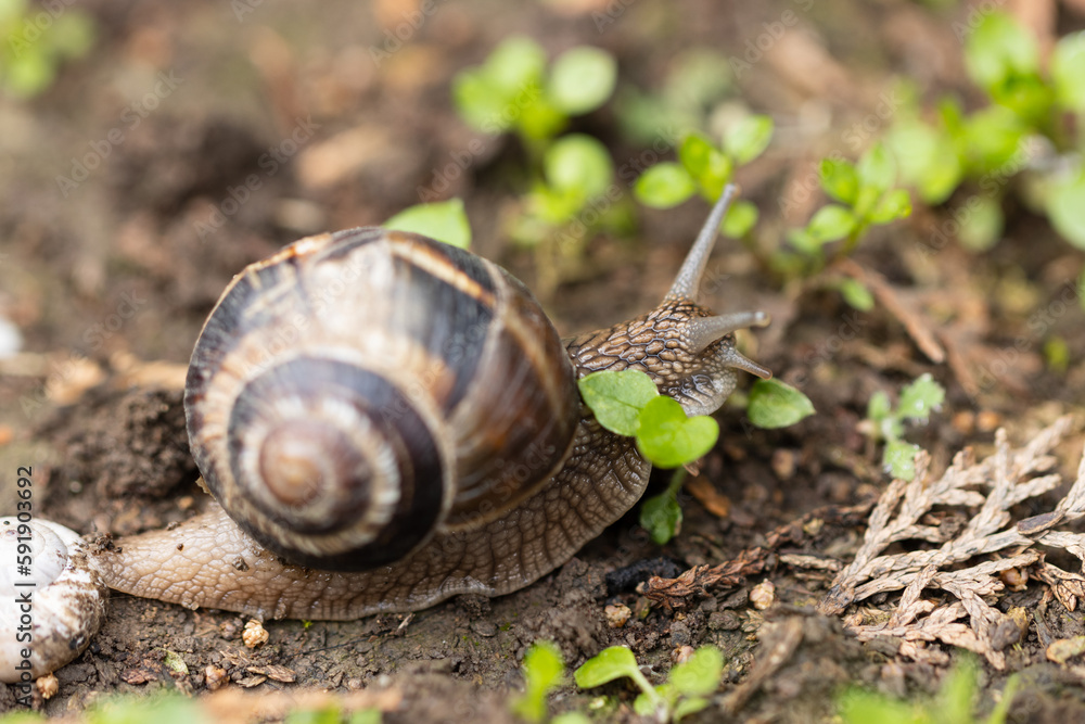 The brown snail, a common sight in many gardens, slowly makes its way across the soil and foliage. Its spiral shell provides protection from predators, while its soft body moves with a graceful ease. The brown snail, a common sight in many gardens, slowly makes its way across the soil and foliage. Its spiral shell provides protection from predators, while its soft body moves with a graceful ease.