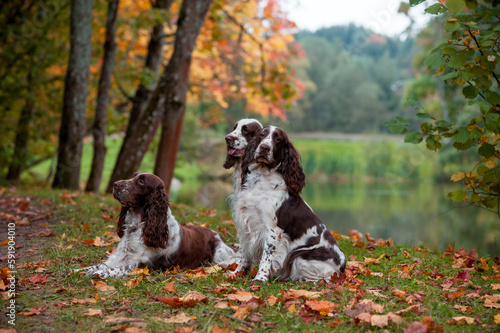 Tableau sur toile Three English Springer Spaniels Sitting on the grass