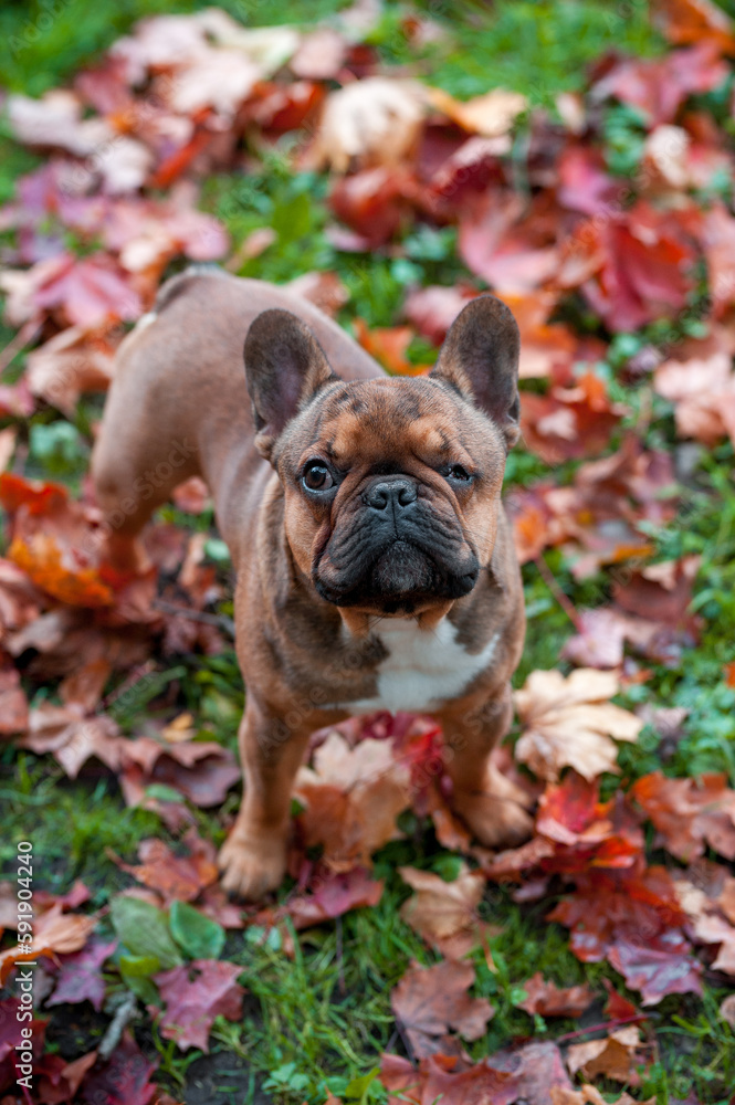 French Bulldog Breed Dog on the grass. Autumn Leaves in Background. Portrait