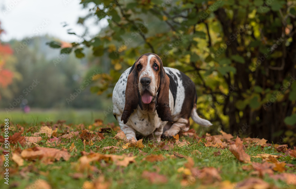 Basset Hound Dog on the autumn grass. Portrait.